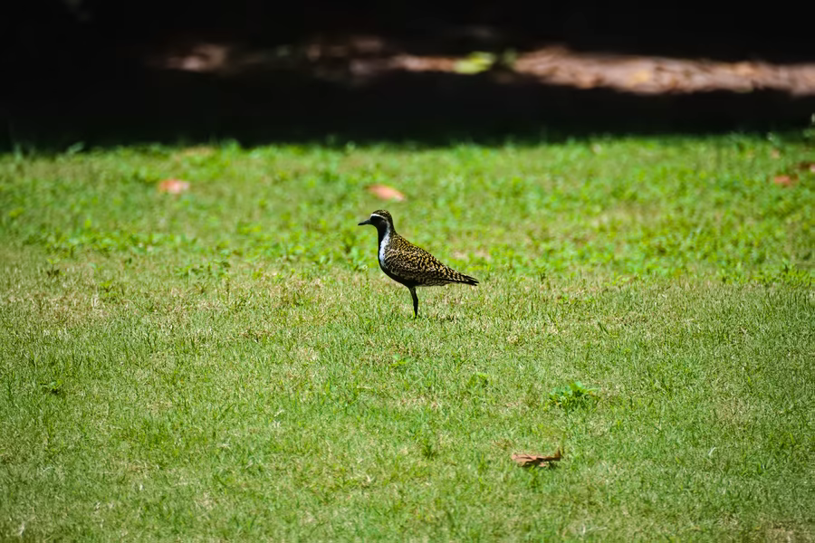 Ein einzelner Vogel mit schwarz-weißem Kopfmuster und gefleckt bräunlichem Rücken steht auf kurzem Gras.